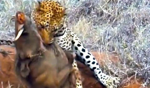 Tâm điểm Khoa học: Xem sức hủy hoại ghê rợn của thuốc lá 20140529112520-leopard-worthog