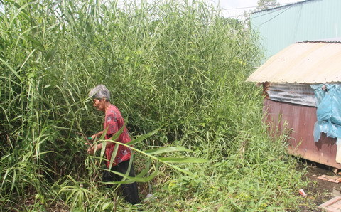 Thương bà nội trên 80 tuổi, nhặt phế liệu nuôi cháu bệnh tật suốt 16 năm! 20140630145334-xomngheo-1