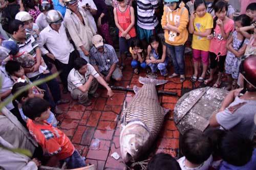 Thủy quái Mekong trong nồi lẩu trăm triệu đại gia Sài Gòn 20150320170514-ca-ho-vang-130