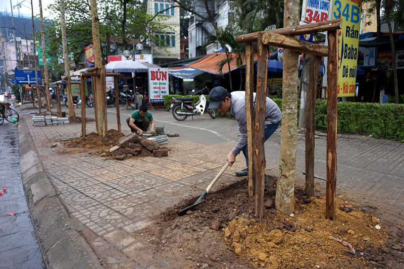 Những hàng cây mới vừa được thay thế trên phố Hà Nội 20150320180409-nguyenchithanh12