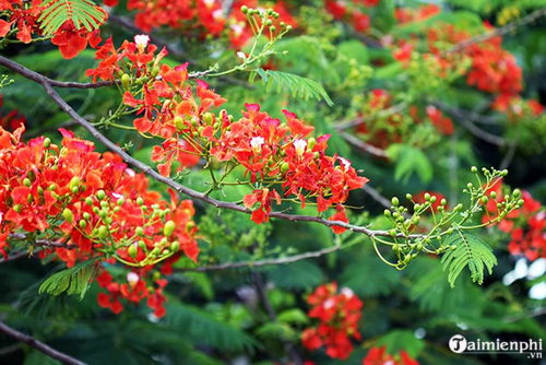 HỘI GIAO MÙA Nhung-bai-van-ta-cay-phuong-hoa-phuong-hay-nhat-9