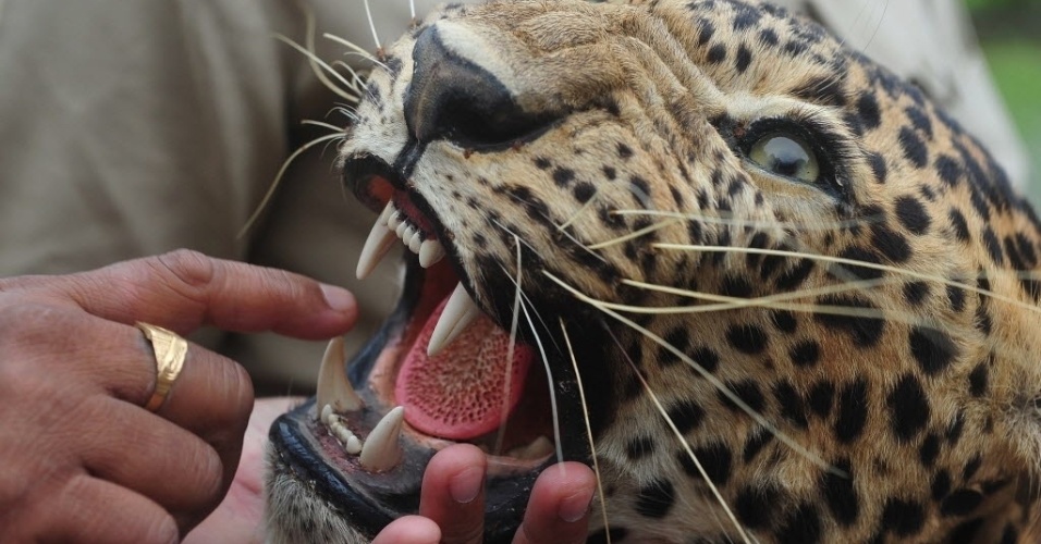 [MvP Heróica] Mark 30jul2013---funcionario-do-governo-encosta-nos-dentes-de-um-leopardo-empalhado-antes-de-diversos-exemplares-de-animais-contrabandeados-serem-incinerados-incluindo-pele-e-ossos-de-tigres-e-leopardos-em-1375188993637_956x500