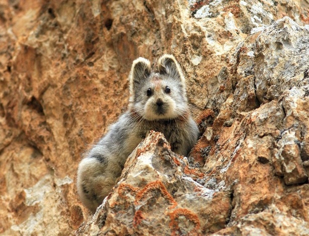 [+Fofura News] Coelho que inspirou o Pikachu é visto pela primeira vez em 20 anos  25mar2015---o-coelho-ili-pika-uma-das-criaturas-mais-raras-do-mundo-foi-visto-pela-primeira-vez-em-20-anos-em-montanhas-chinesas-1427313092879_615x470