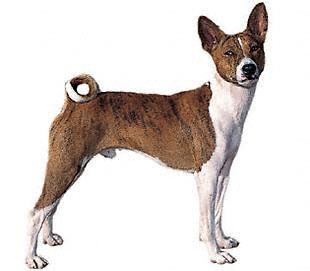 LE CHAINON MANQUANT Basenji