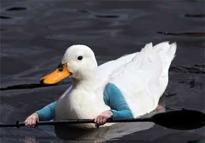 Vídeos e imagens engraçadas - Página 4 Birds-duckwitharms