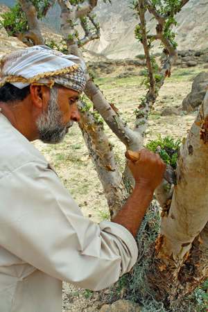 Most Amazing trees around the globe 6tamjan-3