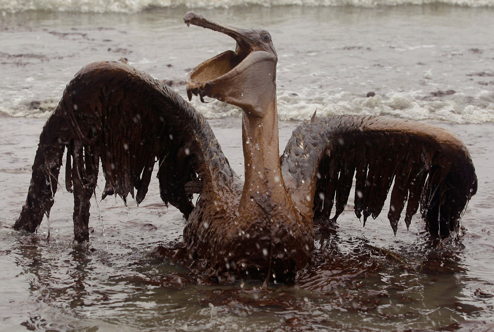 Fotografías CENSURADAS: Desastre en el Golfo de México; Indignante¡ O05_23681817