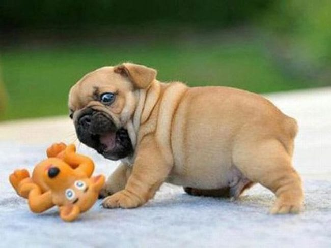 The Sound 2624579-cutest-bulldog-puppy