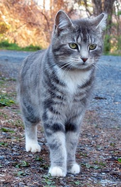 Alte Anmeldung der Katzen - Seite 3 Pic_grey_tabby