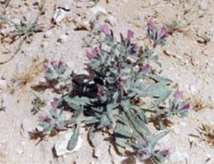 بعض النباتات والأزهار البرية في بلاد الشام Fw24