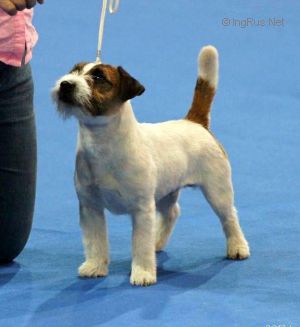 Jack Russell da sogno - Pagina 18 Med_5096b9020c8b0