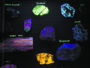 Rock Hunter Discovers Unusual Glowing Florescent Rocks Called “Yooperlites” WSU-glow-Rock-Museum-300x227
