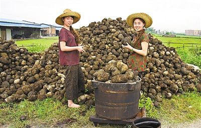 Lục Bát Hoa ĐV - Page 4 Dioscorea-cirrhosaTuber