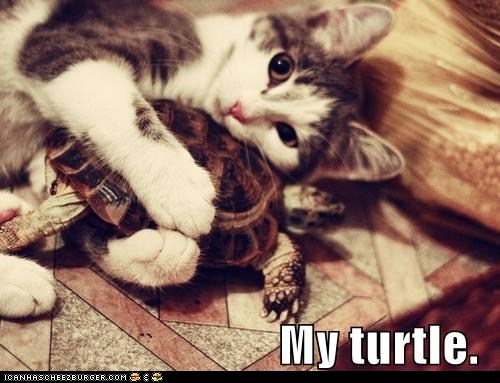 King of le turtle Funny-pictures-my-turtle