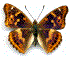 LEPIDOPTERES  Apatu