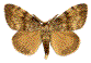 LEPIDOPTERES  Dispa