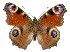 LEPIDOPTERES  Io