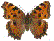 LEPIDOPTERES  Polychlo