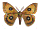 LEPIDOPTERES  Tau001