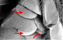 LE VARROA des ABEILLES  Varabeil2