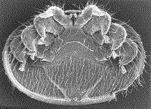 LE VARROA des ABEILLES  Varvent