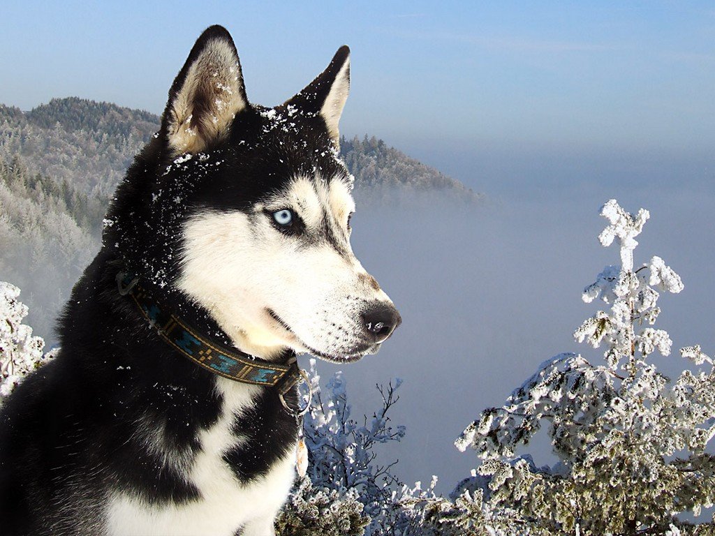 [Personaje Oficial] Leeu  Siberian-Husky-Dog-Photo