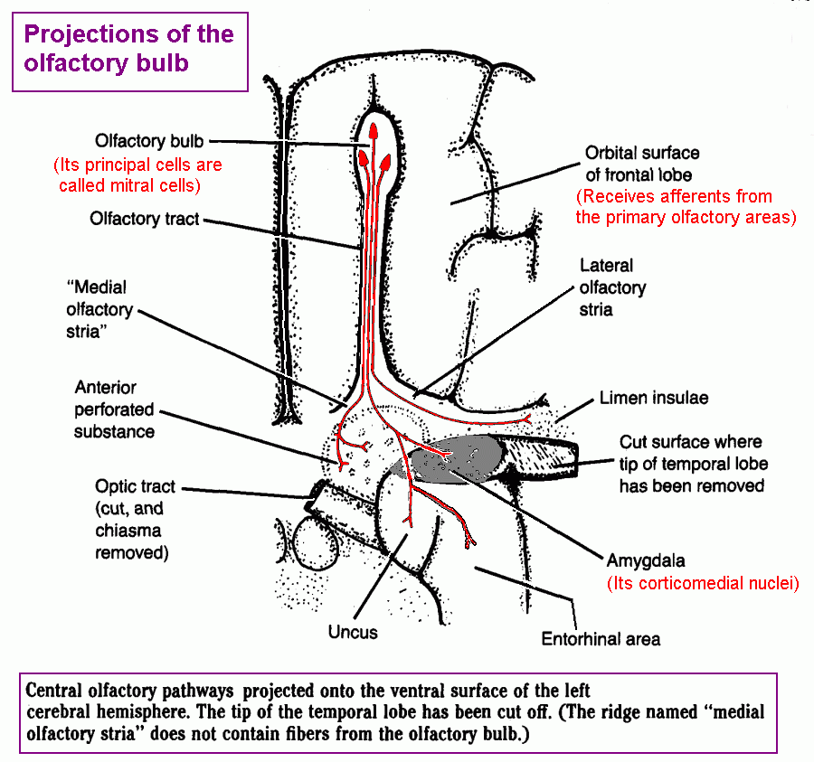 Olfaction Olfactor