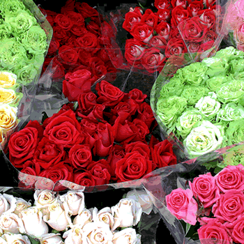 بستان ورد ملاك الروح 2 - صفحة 20 Bulk_roses1