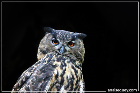 A SUPPRIMER Hibou-grand-duc