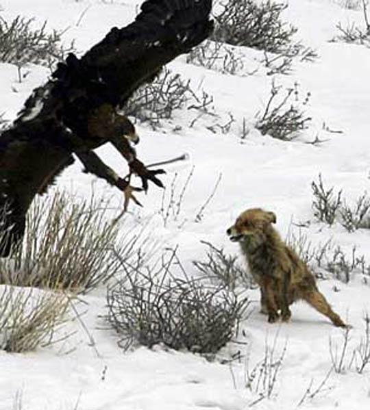 النسر الذهبي هجوم ويقتل الذئب Golden Eagle Attack and Kills Wolf Golden_Eagle_Attack_and_Kills_Wolf_1