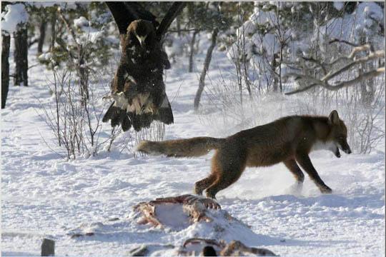 النسر الذهبي هجوم ويقتل الذئب Golden Eagle Attack and Kills Wolf Golden_Eagle_Attack_and_Kills_Wolf_2