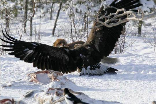 النسر الذهبي هجوم ويقتل الذئب Golden Eagle Attack and Kills Wolf Golden_Eagle_Attack_and_Kills_Wolf_3