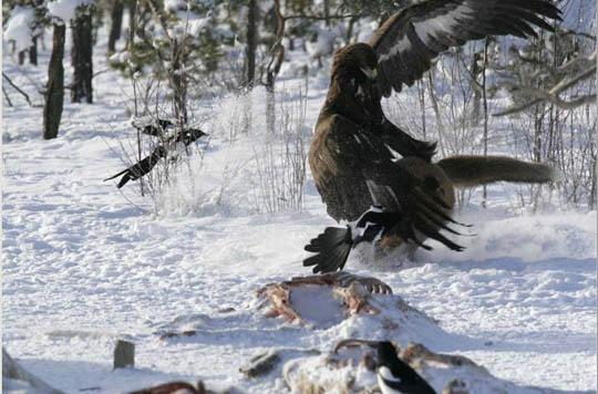 النسر الذهبي هجوم ويقتل الذئب Golden Eagle Attack and Kills Wolf Golden_Eagle_Attack_and_Kills_Wolf_5