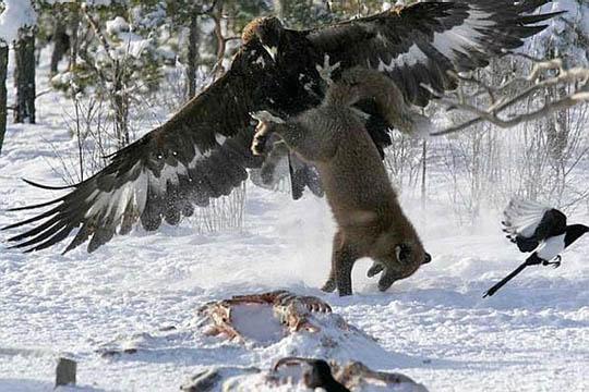 النسر الذهبي هجوم ويقتل الذئب Golden Eagle Attack and Kills Wolf Golden_Eagle_Attack_and_Kills_Wolf_6