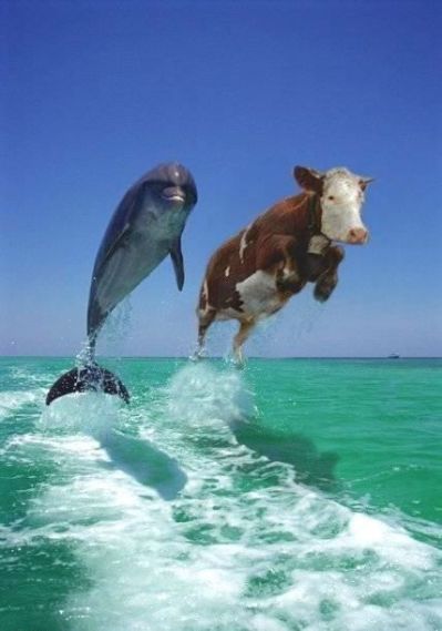  اغرب صور ممكن تشوفها فى حياتك ( عجايب الفوتوشوب)  Dolphin%20and%20cow.img_assist_custom