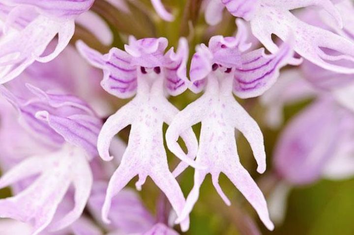 Extraordinary And Unique Flowers That Totally Forgot How To Be Flowers 1a.-Naked-Man-Orchid-Orchis-Italica1-720x478