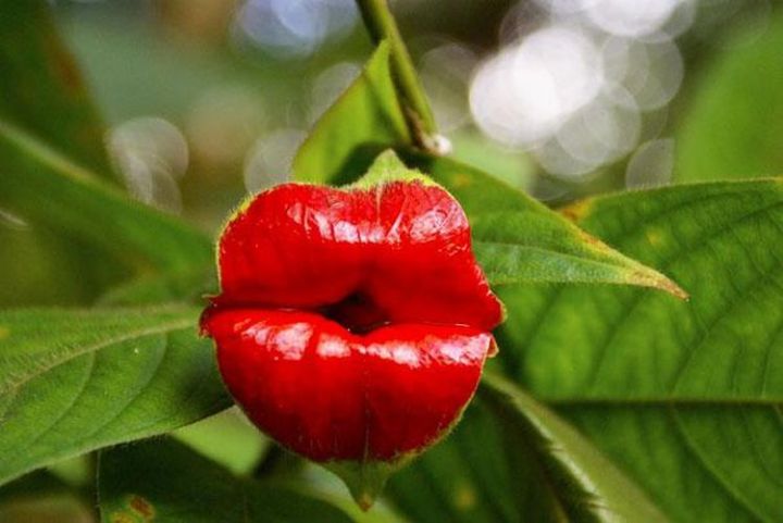 Extraordinary And Unique Flowers That Totally Forgot How To Be Flowers 2.-Hooker%E2%80%99s-Lips-Psychotria-Elata-720x481