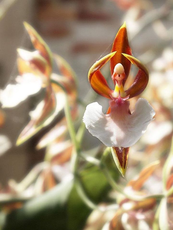 Extraordinary And Unique Flowers That Totally Forgot How To Be Flowers 20.-Orchid-That-Looks-Like-A-Ballerina-720x955