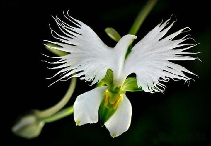 Extraordinary And Unique Flowers That Totally Forgot How To Be Flowers 22a.-White-Egret-Orchid-Habenaria-Radiata1-720x496