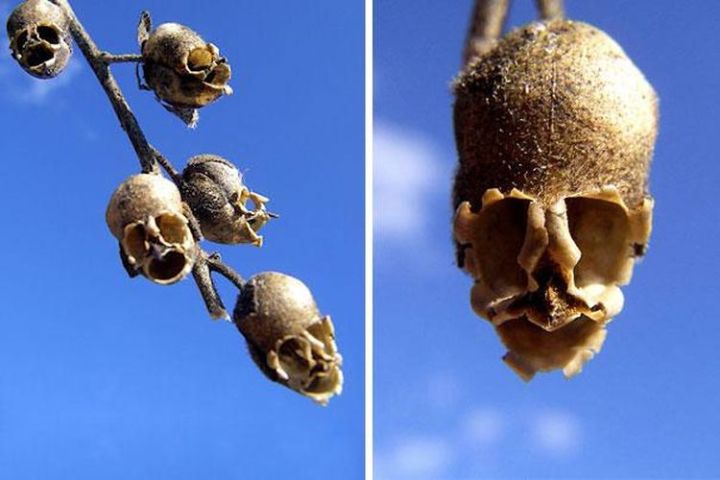 Extraordinary And Unique Flowers That Totally Forgot How To Be Flowers 3.-Snap-Dragon-Seed-Pod-Antirrhinum-720x480