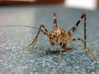 [BXH] Bảng xếp hạng các loại con côn trùng bị ghét nhất Nhật Bản Camel_cricket-e1351673538687