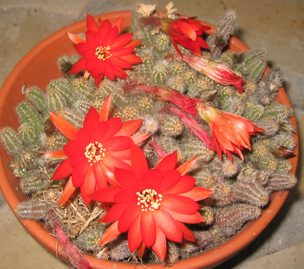 Collection Cactus2