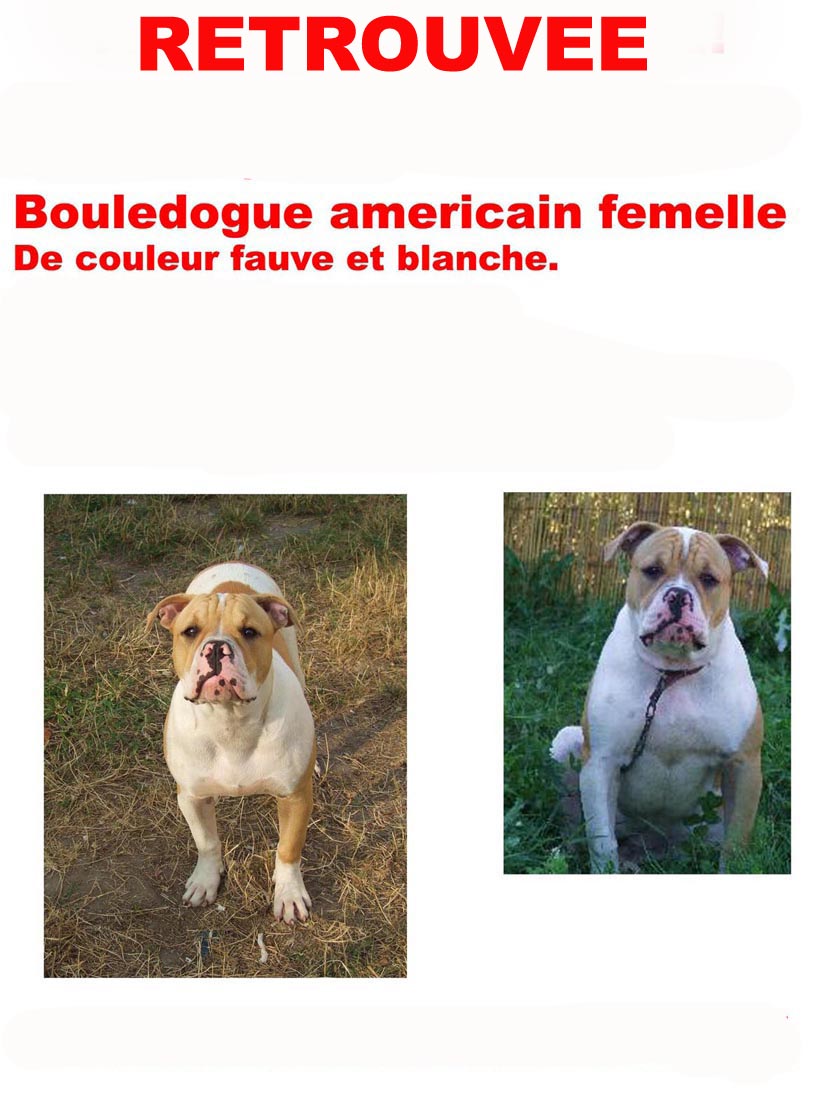 URGENT femelle boulam perdue en france Attentionvolee