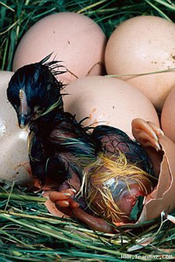 تولد یک بچه دایناسور در کشور چین با تغییر ژن مرغ !!!  0.048576001314241900_irannaz_com