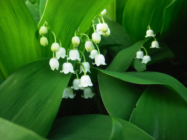 depose un brin de muguet a qui tu veut - Page 2 Ca2db511