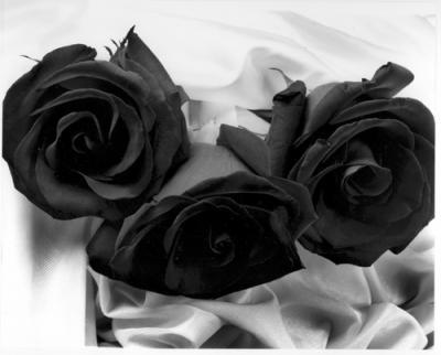 Black Rose 21d2e1a8