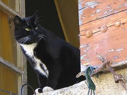 chats - Des chats magnifiques. ImagesCA6FL54W