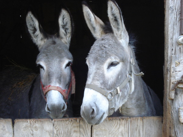 Photos d'animaux divers 48d4007d