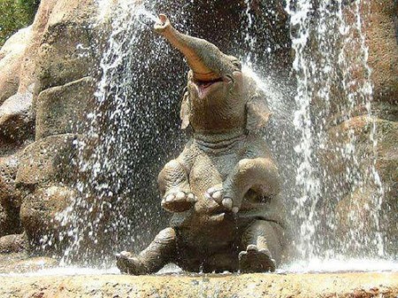 Le topic de la PS4 - Page 3 Most-happy-elephant-ever-waterfall-1308352574s