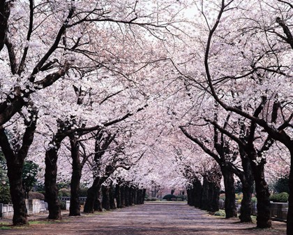 CherryBlossom St.  Cherry-blossom-trees